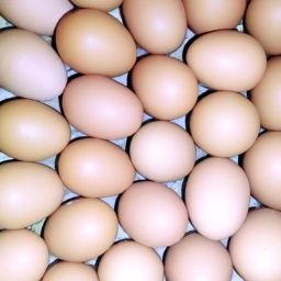 熟鸡蛋可以美容护肤吗