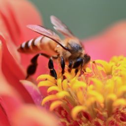 蜂蜜美容护肤：探索天然之道