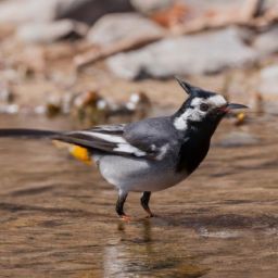 面部美容护肤步骤及注意事项——打造健康动人的肌肤