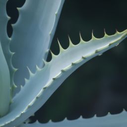 芦荟的美容护肤方法和效果解析，告别肌肤问题！