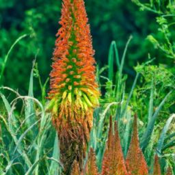 花溪芦荟美容护肤：拯救你的肌肤问题！