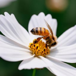 蜂蜜美容护肤方法大全，告别肌肤问题