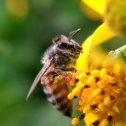 蜂蜜美容护肤功效