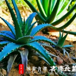 芦荟美容护肤的秘密和方法，让你变白又水嫩