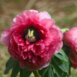 芍药之美：揭秘芍药对美容护肤的功效与作用