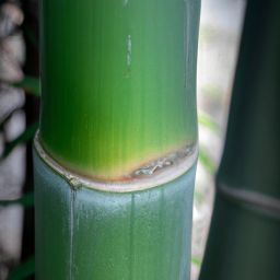 玉竹的美容护肤功效及作用——拥有这款传统中药悄然崛起的原因