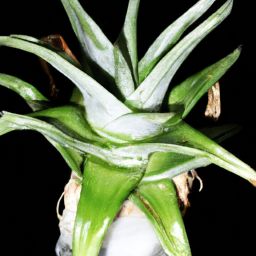 芦荟美容护肤，白皙肌肤的秘密揭示！