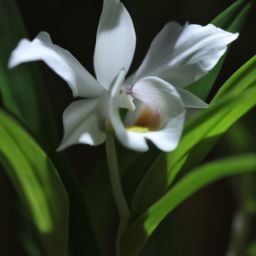 白兰花美容护肤的神奇功效与注意事项