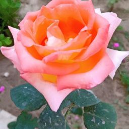 月子期间可以做美容护肤吗女性？探讨专家意见