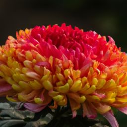 樊文花<strong>美容</strong>护肤产品怎么样？知乎网友的评价揭秘