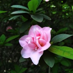 樊文花<strong>美容</strong>护肤产品的价格究竟贵不贵？探寻市场定位与性价比